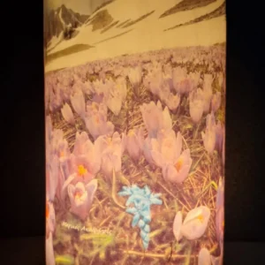 Peaks in Bloom - Image 3
