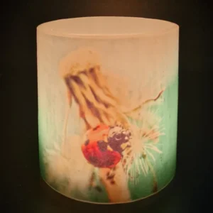 Little Miracle - Image 3